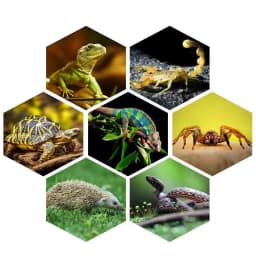 E27 13W/26W Reptile Uvb Lamp Calcium Supplement Lamp UVB5.0/10.0 for Tortoise Lizard Snake UV Lamp for Succulent Plants