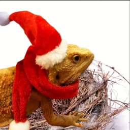 2pcs Bearded Dragon Hat And Scarf, Lizard Christmas Hat Scarf Set, Small Animal Christmas Festival Costume (Xmas)