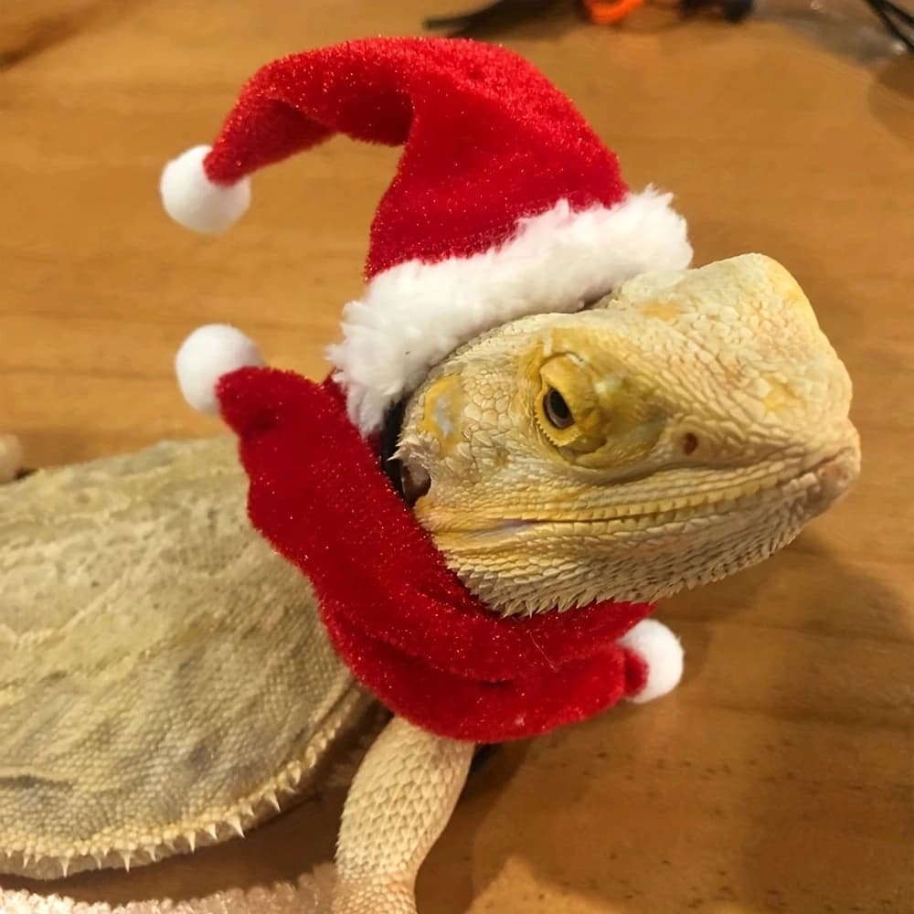 2pcs Bearded Dragon Hat And Scarf, Lizard Christmas Hat Scarf Set, Small Animal Christmas Festival Costume (Xmas)