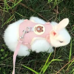 Cartoon Print Cat Rabbit Harness and Leash Set Bunny Rabbits Pet Accessories Bunnies Vest Clothes Lapin Accessoires Pour Animaux