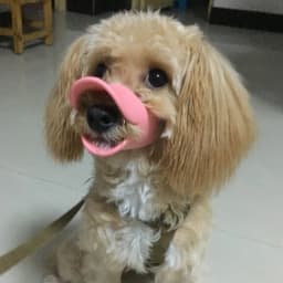 Cute Duck Bill Shape Puppy Dog Muzzle for Small Dogs Anti-bite Anti-barking Pet Face Mask Poodle Schnauzer Masoctas Accessories
