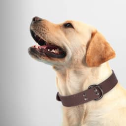 Soft Durable Real Leather Dog Collar Genuine Leather Pet Collars for Small Medium Large Dogs German Shepherd Brown Black