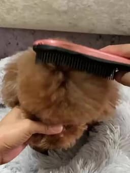 Pet Grooming Brush Pet-specific Hair Cleaning Comb Applicable To Dogs Cats Shedding Depilation Bottom Rake Comb Pets Accessories