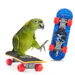 1 PC Parrot Training Skateboard Bird Supplies Skates Lovebird Canaries Perch for Parrots For Birds Calopsita Birds Accessories