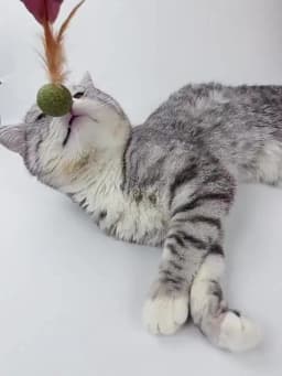 Pet Catnip Toys Edible Catnip Ball Safety Healthy Cat Mint Cats Home Chasing Game Toy Products Clean Teeth Cat Mint Ball