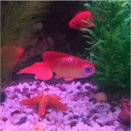 1PC Artificial Aquarium Decoration Glowing Effect Goldfish Fish Tank Ornament Decor