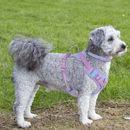 Splicing Colors for Medium Luxury Dog Harness No Pull for Large Small Dogs Adjustable Chest Strap Dog Harness Personalized