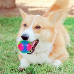 Hot Selling Small Dog Flash Pet Ball TPR Three Color Glowing Elastic Ball Training Interactive Throwing Dog Ball Dog Toys For