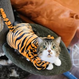Coral Fleece Cosplay Costume for Pet Clothing for Small Dogs Puppy Cats Clothes Chihuahua Yorkshire Costume Coat