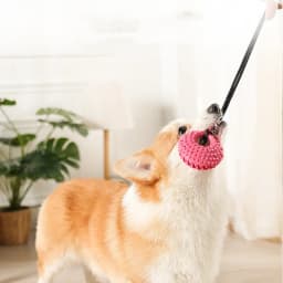 Dog Toys Silicon Suction Cup Tug Interactive Dog Ball Toy for Pet Chew Bite Tooth Cleaning Toothbrush Slow Food Pet Supplies