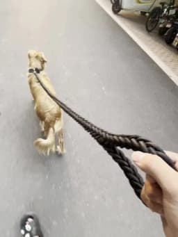 Comfort-Strong 5-Foot Braided Dog Leash: Ideal for Effective Training & Enjoyable Walks. Durability Meets Comfort