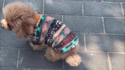Totems Print Puppy Dog Sweater for Small Dogs Winter Warm Pet Hoodie Clothes Poodle Schnauzer Bichon Pullovers Mascotas Clothing