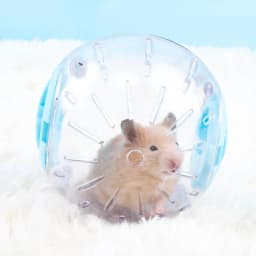 10/12cm Plastic Outdoor Sport Ball Grounder Rat Small Pet Mice Jogging Ball Toy Hamster Gerbil Exercise Ball Play Toy Supplies