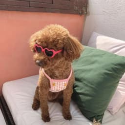 New Love Pet Glasses for Dog Cat Cute Creative Fashion Sunglasses with Jewelry Pet Beauty Decoration Supplies