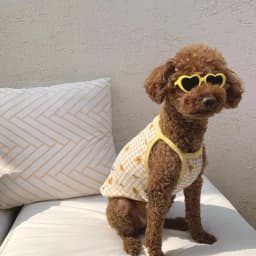 New Love Pet Glasses for Dog Cat Cute Creative Fashion Sunglasses with Jewelry Pet Beauty Decoration Supplies