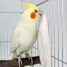 New 10pcs/set Birds Cuttlebone Parrot Chewing Cuttle Bone for Sharp Beaks Cuttle Bone for Parakeets Budgies Cockatiels Etc