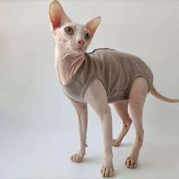 Sphynx Cat Clothes Summer 4-legged Cotton Pajamas Wound Anti-mite Sterilization for Female Cat Surgical Recovery Suit For Kitten