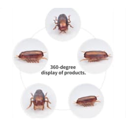 Funny Simulation of Cockroaches Pet Cat Dog Kitten Interactive Training Play Toy