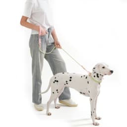 Pet Collar Cute Fashion Nylon Webbing Dog Lead Collar Candy Style Handmade Webbing PVC Neck Ring Cool Waterproof Dogs Supplies
