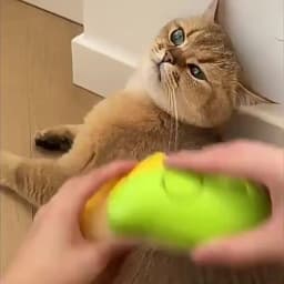 Cat Dog Steamy Brush Steam Brush Electric Sprayer for Massage Pet Grooming Tool Shedding 3 in 1 Electric Sprays Massage Combs