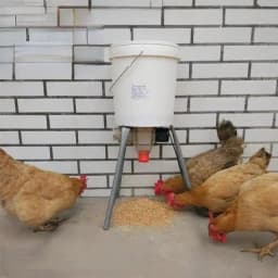 Automatic Chicken Feeder Pigeon Chicken Duck Carrier Pigeon Trough Intellegent Timing Automatic Chicken Feeder Pigeon Supplies