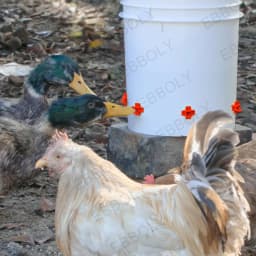 15/20/30 Pack Horizontal Chicken Nipples Waterer Automatic Poultry Nipples Horizontal Side Mount Chicken Drinkers for Quail Duck