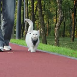 High Quality Fashion Cat Dog Harness and Leash Set Reflective Pet Harnesses Vest for Cats Small Dogs Pets Out Door Walk Supplies