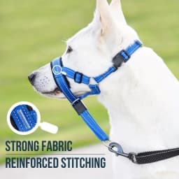 2-Pack Adjustable Nylon Dog Headgear with Reinforced Stitching–Leader Halter with Safety Strap for Training and Pull-Free Walks