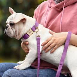 Personalized PU Leather Dog Collar Free Engraved Pet Collars Customized ID Name Necklace For Small Medium Large Dogs 9 Colors
