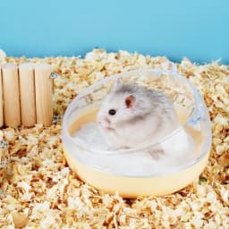 Beautiful Transparent For Mice Rabbit Pets Cage Toilet Hamster Bathroom Hamster Sand Bath Box Hamster Sand Bath Container