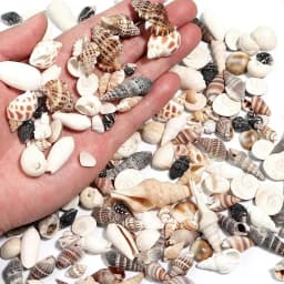 1 Box Sea Shells Spiral Shell Tiny Ocean Spiral Seashells Crafts Aquarium Decoration Landscaping Accessories Photography Props