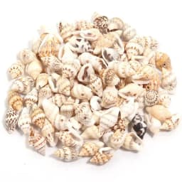 1 Box Sea Shells Spiral Shell Tiny Ocean Spiral Seashells Crafts Aquarium Decoration Landscaping Accessories Photography Props