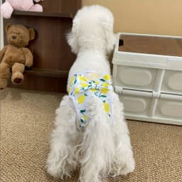 Reusable and Adjustable Dog Diaper Pants - High-Quality Breathable Mesh Menstrual Pants, Suitable for Indoor and Outdoor Use, Stylish Lemon Leaf Pattern Design, Comfortable Pet Clothing, Available in Two Colors