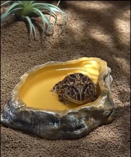Reptile Worm Water Bowl Resin Rock Dish Plate Terrarium Tank Turtle Food Bowls for Lizard Snake Frog Scorpion Hamster Feeder