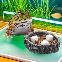 6 Pcs Fish Tank Calcium Block Minerals Aquarium Supply Crawl Cube for Reptile Grinding Tortoise Stones Tank Calcium for Snails