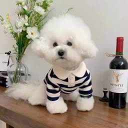 Summer Polo Shirt for Dogs Puppy Clothes Bichon Frise Chihuahua Stripe Dog Sweatshirt Dog Cooling Vest for Small and Medium Dogs