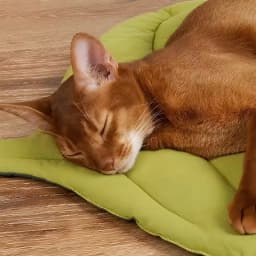 Stylish Leaf Pet Cushion Reversible Soft Washable Non Slip Bed Mat for Cats Dogs Indoor Travel Camping Comfort Travel Gear