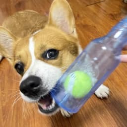 Dog Chew Toy TPR Bite-resistance Beer Bottle with Tennis Ball Toy Puppy Teeth Grinding dog Chewing Squeaky Interactive Toys