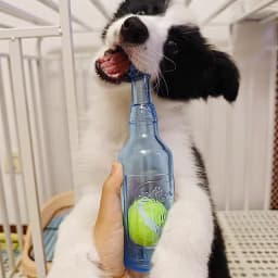 Dog Chew Toy TPR Bite-resistance Beer Bottle with Tennis Ball Toy Puppy Teeth Grinding dog Chewing Squeaky Interactive Toys