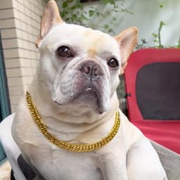 Pet Big Gold Chain Collar Adjustable Premium Dog Necklace & Cat Collar For High-End Aesthetic Richer Style Decorations Collar