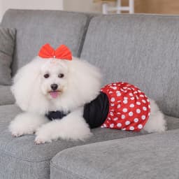 CuteBone Dog Mesh Dress Puppy Sundress Pet Outfit Summer Fashion for Small Dogs Girl Dog Dress Fashion Pet Clothes