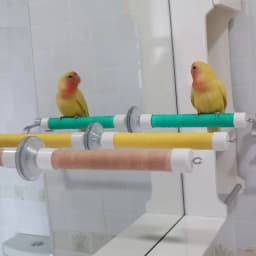 1 Set Suction Cup Bird Perch for Window Glass Mirror Portable Parrot Standing Bar Budgie Pet Travel Toy Accessory Boredom Relief