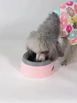 Anti Spill Pet Water Bowl Non Slip Splash Proof Dog Cat Drinking Bowl No Wet Mouth Portable Travel Car Bowl For Outdoor Travel