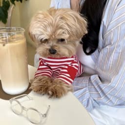 2026 Black Striped Pattern Love Dog Clothes Summer Teddy Vest Bichon Casual T-shirt Fashionable Puppy Base Shirt