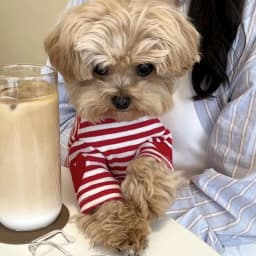 2026 Black Striped Pattern Love Dog Clothes Summer Teddy Vest Bichon Casual T-shirt Fashionable Puppy Base Shirt