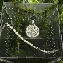 Hangable Jumping Spider Bridge Hermit Crab Climbing Enclosure Bridge Swings Spider/Gecko Jumping Stand Climbing Ladder Habitat
