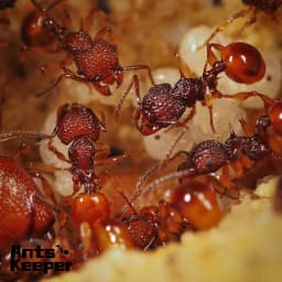 【Basic Farm】Ants Farm with Water Feeder for Ant Keeper New Queen and Small Ant Colony Ant House Anthill Formicarium Ant Nest