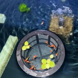 Floating Fish Fry Cage Large Capacity Reusable Aquarium Filters Fish Fry Isolation Box