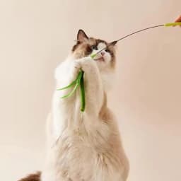 Kimpets Cat Dog Tail Grass Dog Sage Feather Long Pole Cat Teasing Stick Bite Resistant Self Soothing Tool Cat Toy Pet Supplies