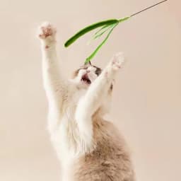 Kimpets Cat Dog Tail Grass Dog Sage Feather Long Pole Cat Teasing Stick Bite Resistant Self Soothing Tool Cat Toy Pet Supplies